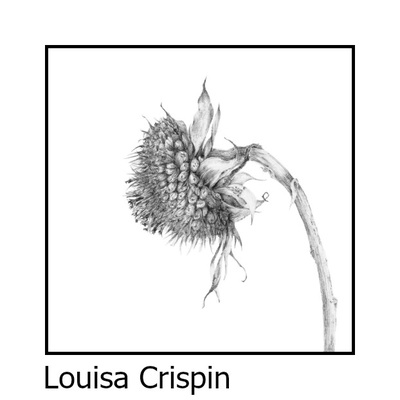 Louisa Crispin