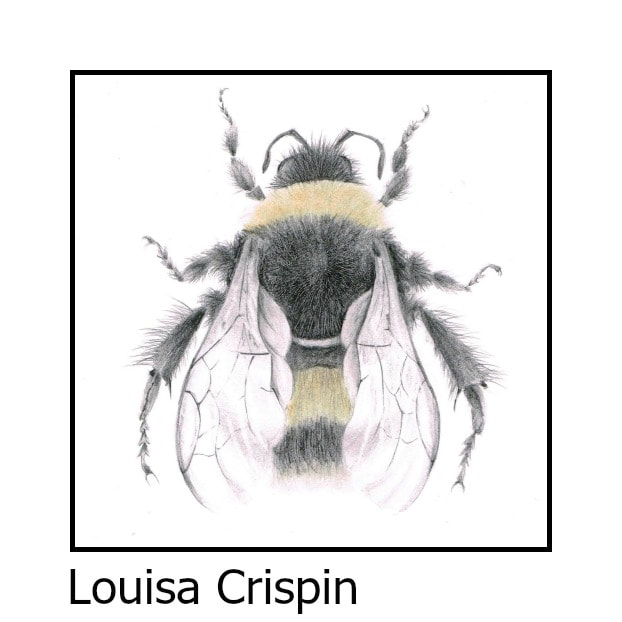 Louisa Crispin